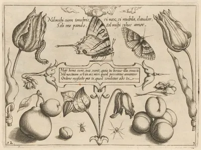 Archetypa Studiaque Patris Georgii Hoefnagelii Pl 29