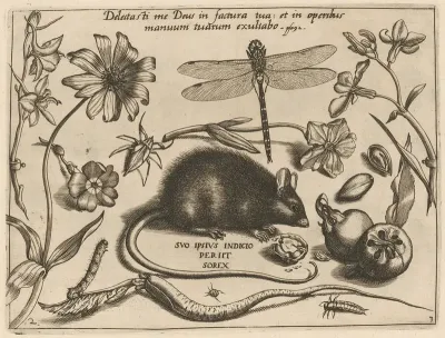 Archetypa Studiaque Patris Georgii Hoefnagelii Pl 30