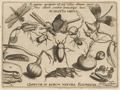 Archetypa Studiaque Patris Georgii Hoefnagelii Pl 34