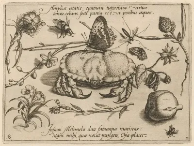 Archetypa Studiaque Patris Georgii Hoefnagelii Pl 36