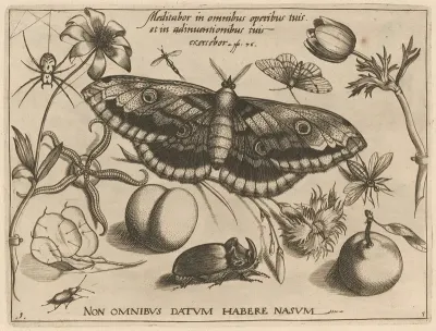 Archetypa Studiaque Patris Georgii Hoefnagelii Pl 38