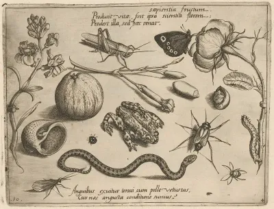 Archetypa Studiaque Patris Georgii Hoefnagelii Pl 40