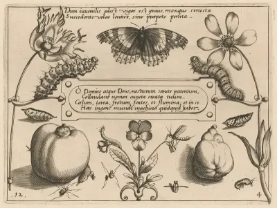 Archetypa Studiaque Patris Georgii Hoefnagelii Pl 42