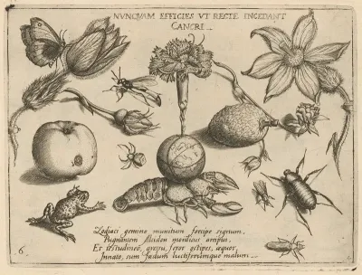 Archetypa Studiaque Patris Georgii Hoefnagelii Pl 47