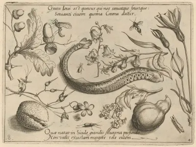 Archetypa Studiaque Patris Georgii Hoefnagelii Pl 49