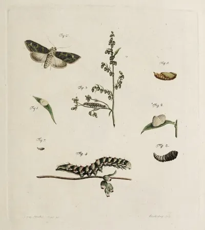 Archives De Lhistoire Des Insectes Pl 05