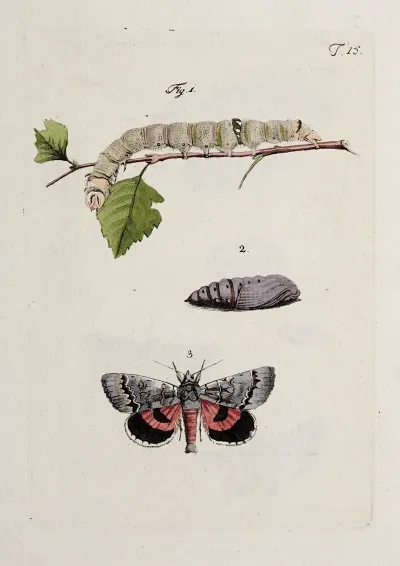 Archives De Lhistoire Des Insectes Pl 15