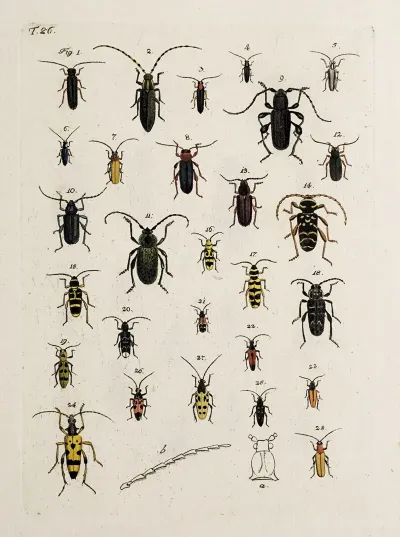 Archives De Lhistoire Des Insectes Pl 27