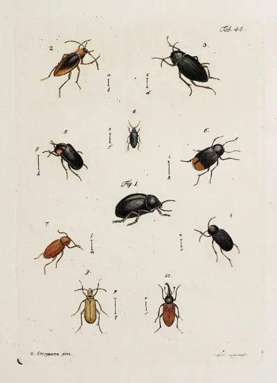 Archives De Lhistoire Des Insectes Pl 39