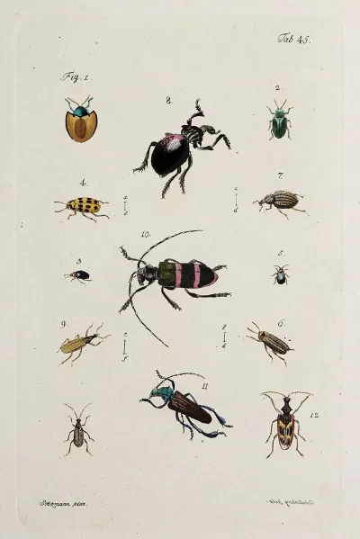 Archives De Lhistoire Des Insectes Pl 40