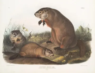 Arctomys Monax Maryland Marmot Woodchuck Groundhog Natural Size Old Young