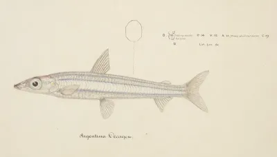 Argentina Elongata