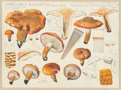 Armillaria Aurantia Schaff Quel Tricholoma Aurantium Schff Nach Ricken