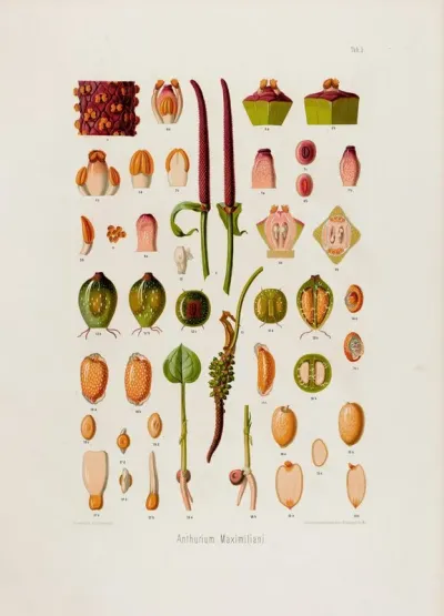 Aroideae Maximilianae Pl 05