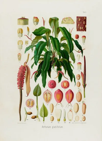 Aroideae Maximilianae Pl 09