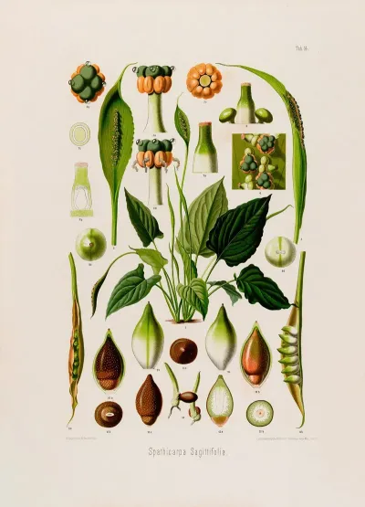 Aroideae Maximilianae Pl 14