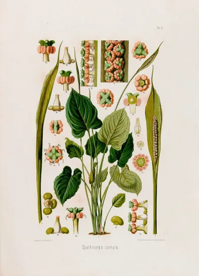Aroideae Maximilianae Pl 15