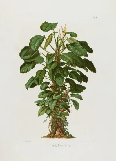 Aroideae Maximilianae Pl 19
