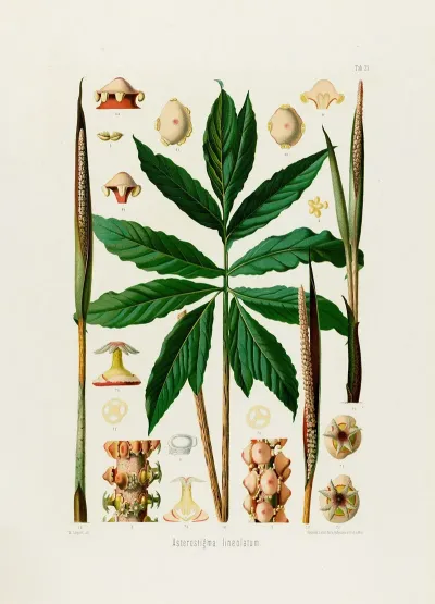 Aroideae Maximilianae Pl 25