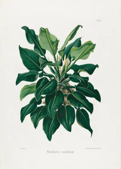 Aroideae Maximilianae Pl 38