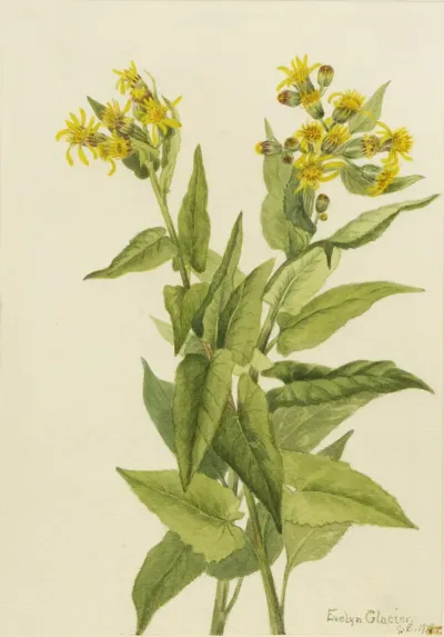 Arrowleaf Groundsel Senecia Triangularis 2