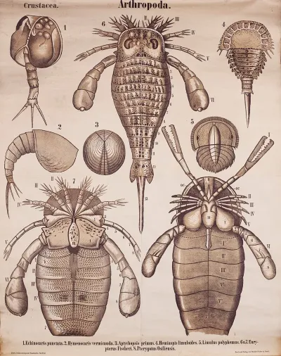 Arthropods 2