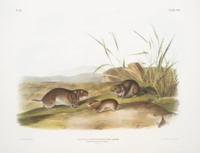 Arvicola Xanthognathus Yellow Cheeked Meadow Mouse Natural Size