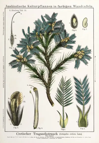 Astragalus Creticus Peul