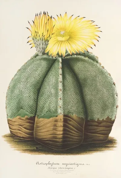 Astrophytum Myriostigma
