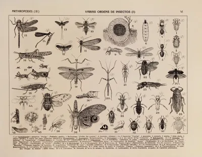 Atlas Da Fauna Do Brasil Pl 06