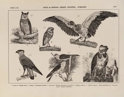 Atlas Da Fauna Do Brasil Pl 25