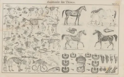 Atlas Der Abbildungen Pierers Universal Lexikon Pl 19