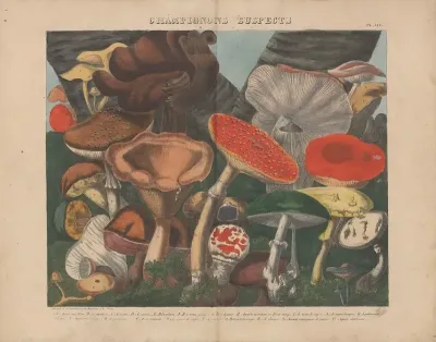 Atlas Des Champignons Comestibles Suspects Et Veneneux Pl 07