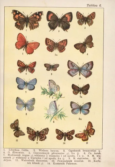 Atlas Motyli Krajowych Pl 06