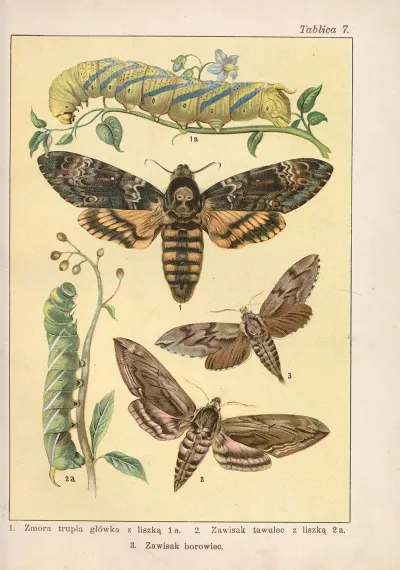 Atlas Motyli Krajowych Pl 07