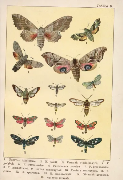 Atlas Motyli Krajowych Pl 09