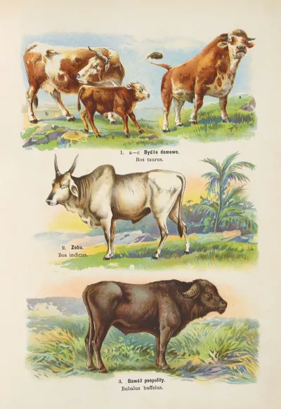 Atlas Panstwa Zwierzecego Pl 17