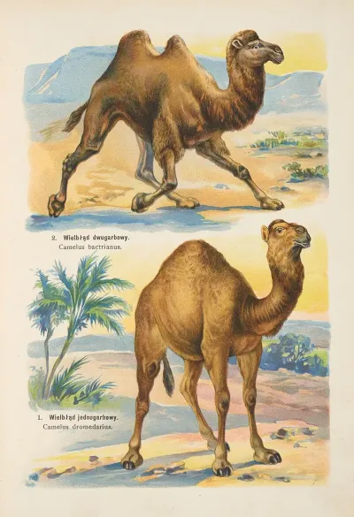 Atlas Panstwa Zwierzecego Pl 25