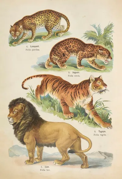 Atlas Panstwa Zwierzecego Pl 38