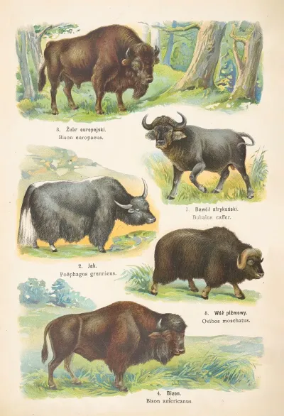 Atlas Panstwa Zwierzecego Pl 50