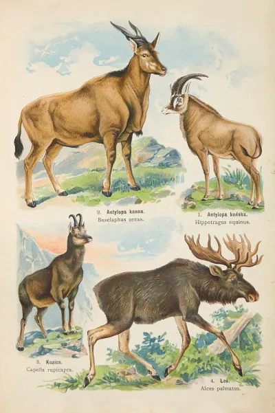 Atlas Panstwa Zwierzecego Pl 53