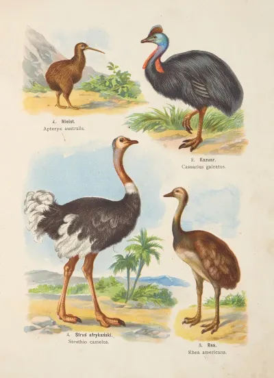 Atlas Panstwa Zwierzecego Pl 95