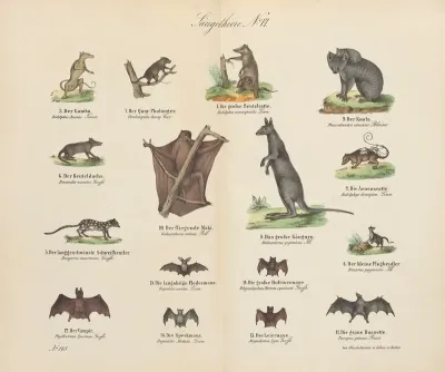 Atlas Zoologiczny W 45 Tablicach Pl 06