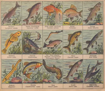 Atlasik Zoologiczny Z Tekstem Polsko Lacinskim Do Uzytku Szkolnego Pl 11
