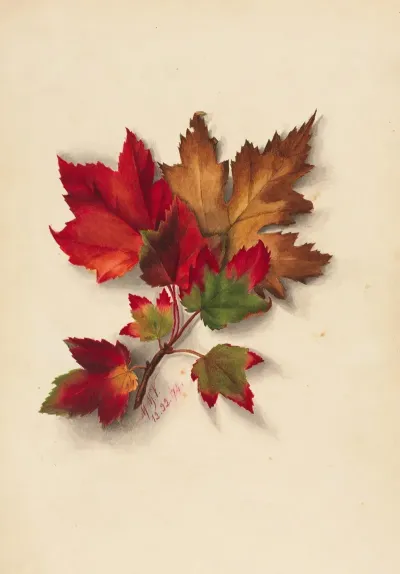 Autumn Leaves 2 2