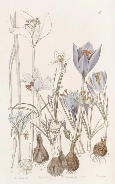 Autumnal Crocuses