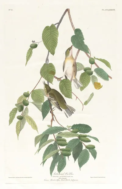 Autumnal Warbler