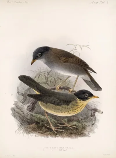 Aves Pl 02