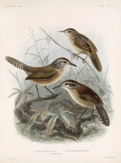 Aves Pl 07