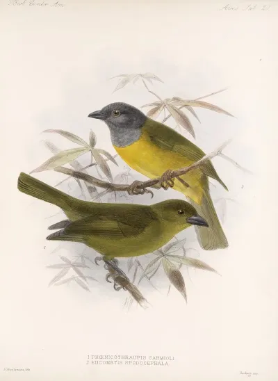 Aves Pl 21